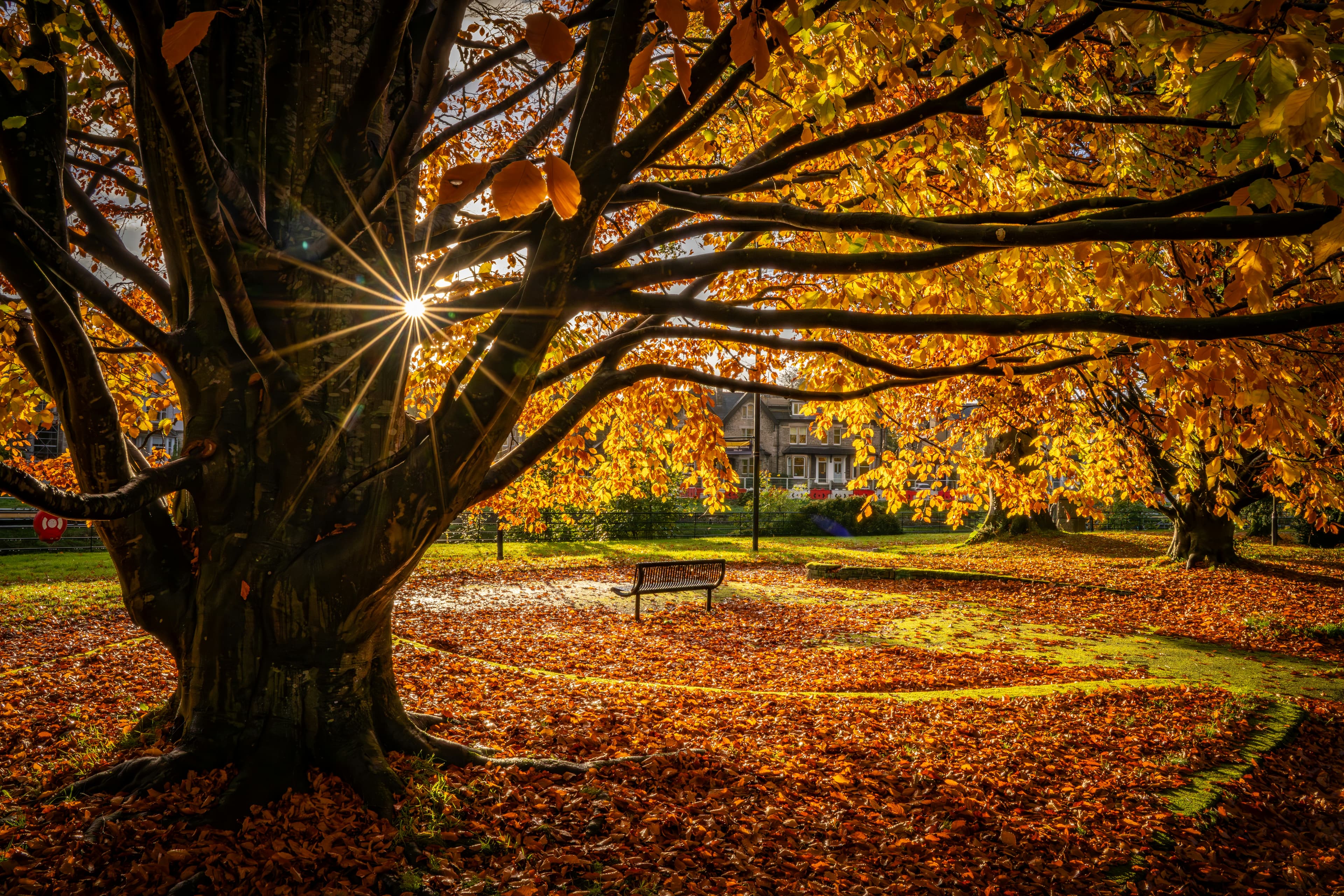 A golden autumn tree above a quiet park bench